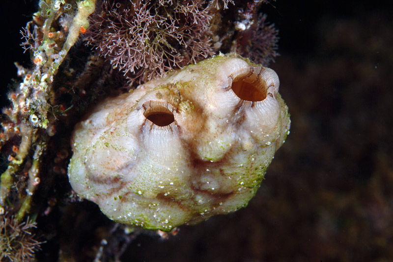Styela plicata